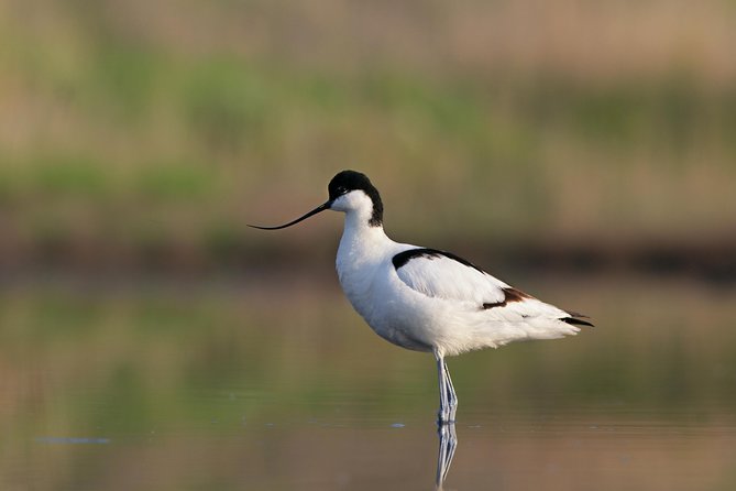 Ria Formosa Natural Reserve Park Day Trip From Albufeira - Reviews and Customer Feedback