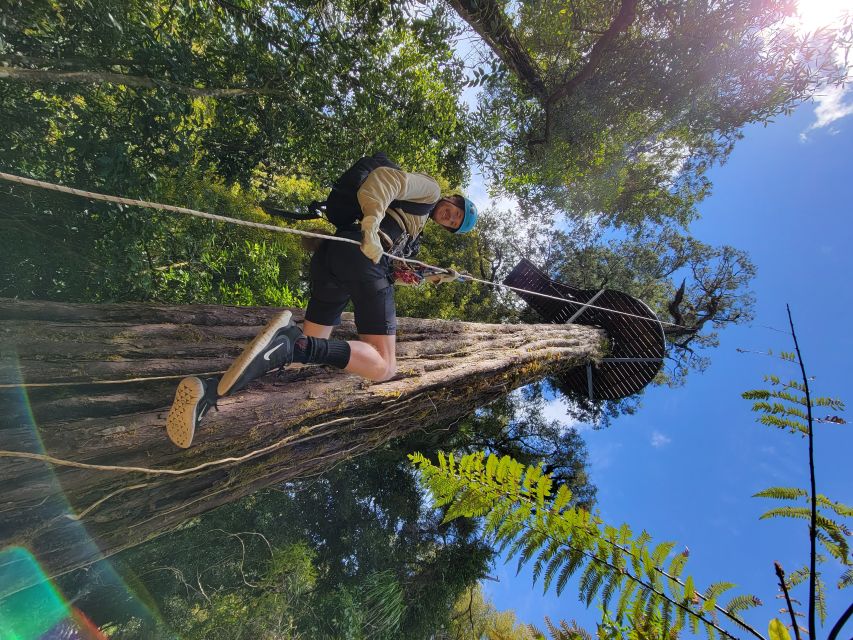 Rotorua: Ultimate Guided Zipline Tour W/ Volcanic Cliff Walk - Forest Exploration