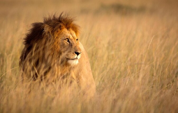 Safari Experience at Rhino & Lion Park - Booking Information