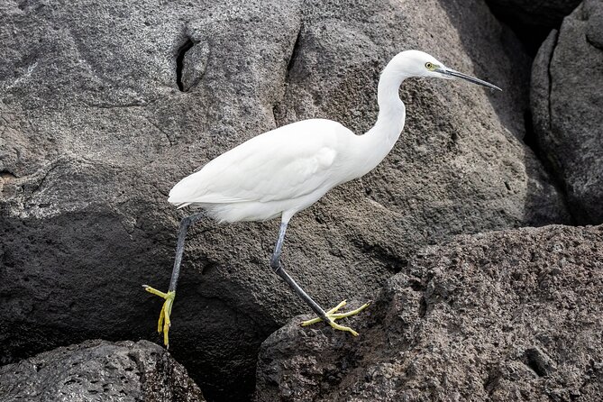 São Miguel Bird-Watching Boat Tour From Vila Franco Do Campo  - Sao Miguel - Common questions