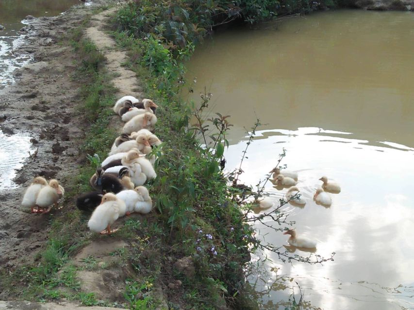 Sapa Bike Tour to Muong Hoa Valley and Local Life Experience - Customer Reviews