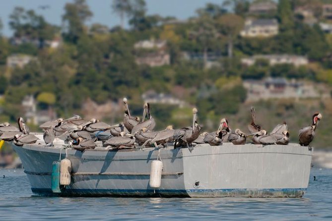 Scenic Sausalito Kayak Tour: Beginners Welcome - Directions