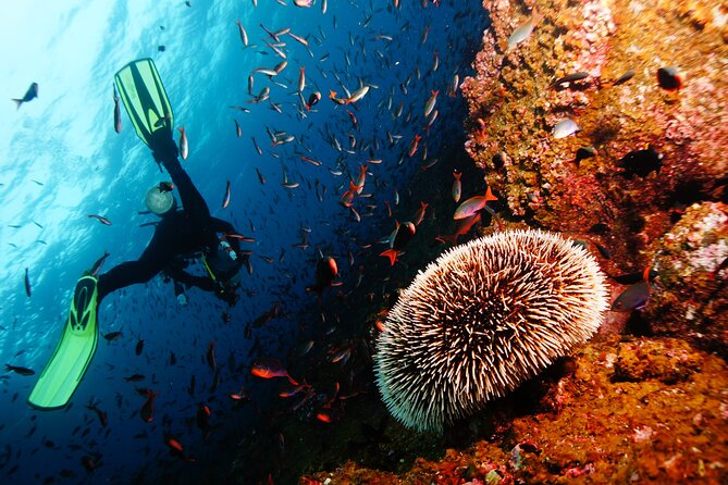 Scuba Diving Underwater - Common questions