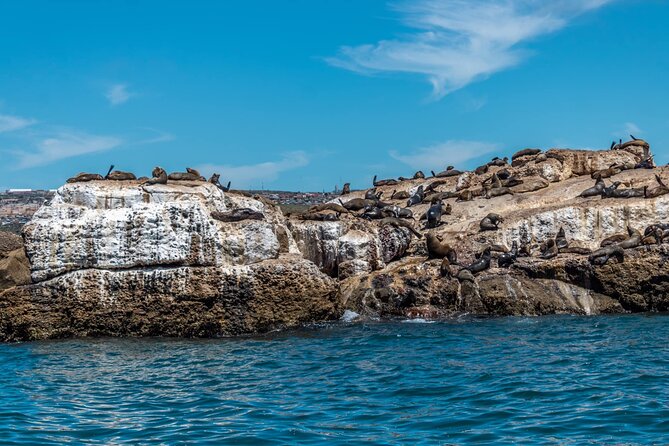 Seal Island Tour in Mossel Bay - Cancellation Policy Details