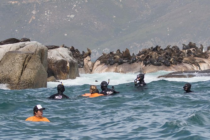 Seal Snorkeling With Animal Ocean in Hout Bay - Common questions