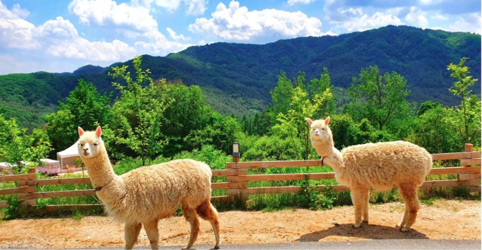 Seoul: the Painter Show With Nami Island or Alpaca World - Important Information