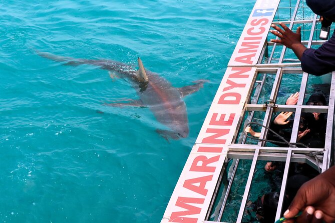 Shark Cage Diving and Viewing From Hermanus - Directions
