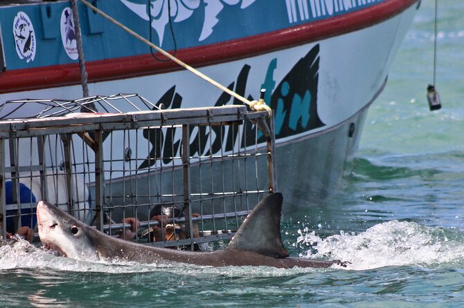 Shark Cage Diving and Viewing With Transport From Cape Town - Booking Information