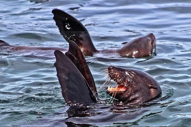 Shark Diving Full Day Guided Return Transfer to Gansbaai From Cape Town - Pickup Locations