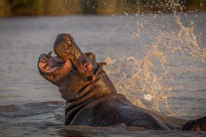 Shoreline Hippo and Crocodile Boat Cruises, Isimangaliso Wetland Park - Last Words