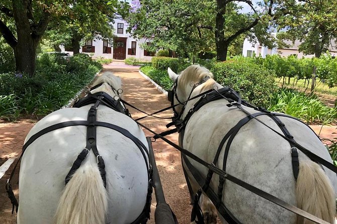 Simondium Small-Group Horse and Carriage Ride With Wine  - Franschhoek - Cancellation and Refund Policy