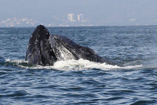 Small-Group Half-Day Whale-Watching Tour in Puerto Vallarta - Cancellation Policy
