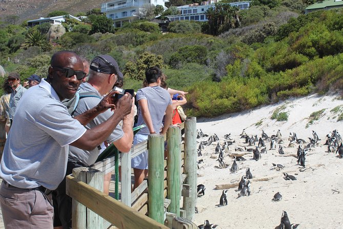 Small Group Private Tour To Cape Point Penguins From Cape Town Excl Entry Fees - Penguin Encounter