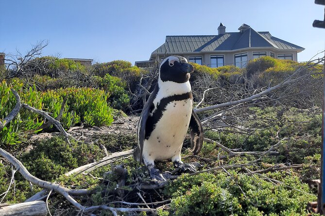 Small Group Tour to Cape of Good Hope and Boulders Beach Penguin - Common questions