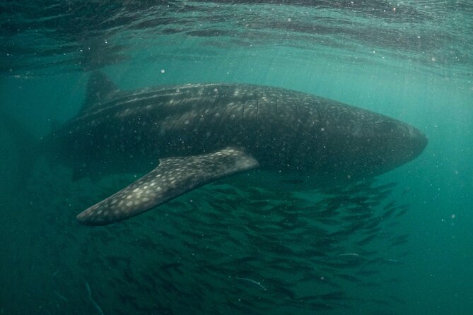 Small Group Whale Shark Snorkeling in La Paz BCS MX - Additional Information