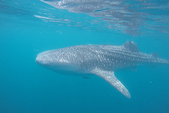 Snorkel Tour With Whale Shark in La Paz - Customer Support
