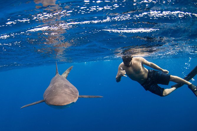 Snorkeling or Swimming With Sharks in Cabo San Lucas - Customer Feedback