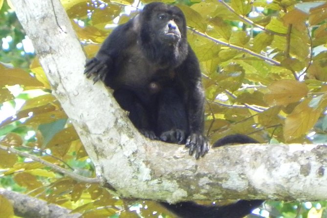 Soberania National Park Hike - Common questions