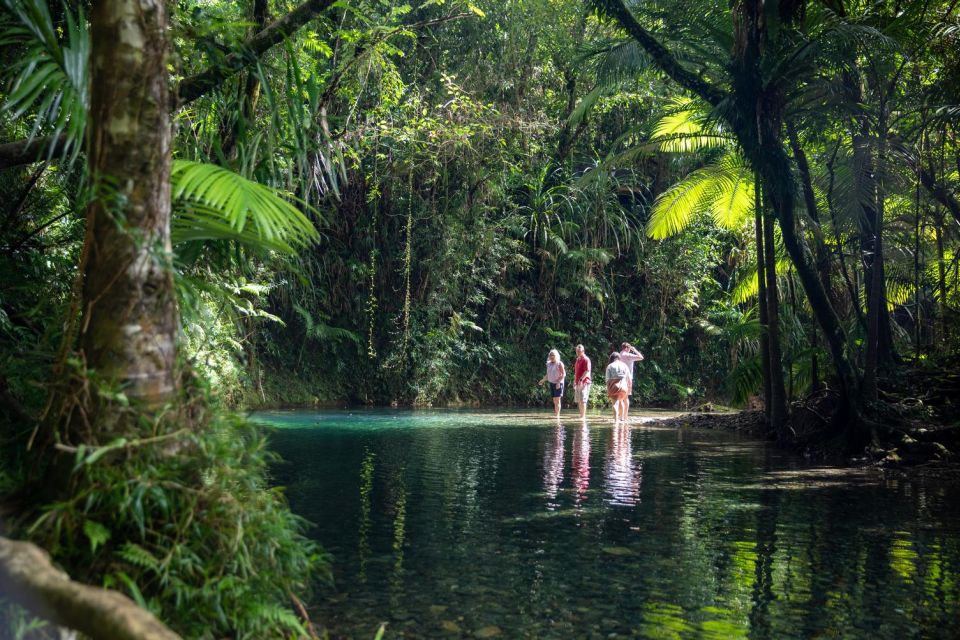 Southern Daintree Explorer Tour - Half Day - Important Information