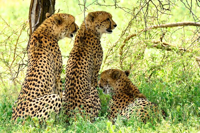 St Lucia Estuary Safari & Emdoneni Wild Cat Project Day Tour From Durban - Booking Information