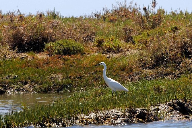 Sunset Boat Trip of Ria Formosa: an Eco-Friendly Tour Out From Faro - Common questions