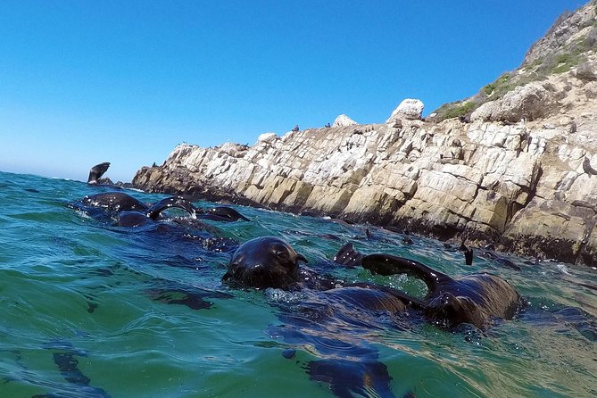 Swim With Seals - Safety Precautions
