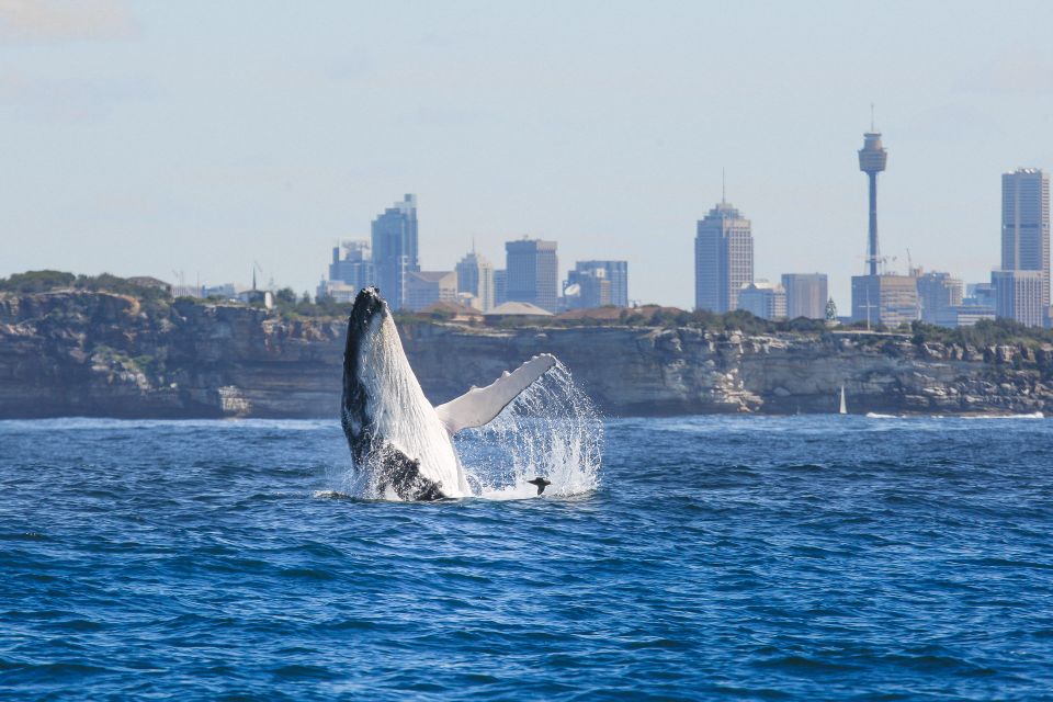 Sydney: 2-hour Express Whale Watching Cruise - Meeting Point and Departure Time