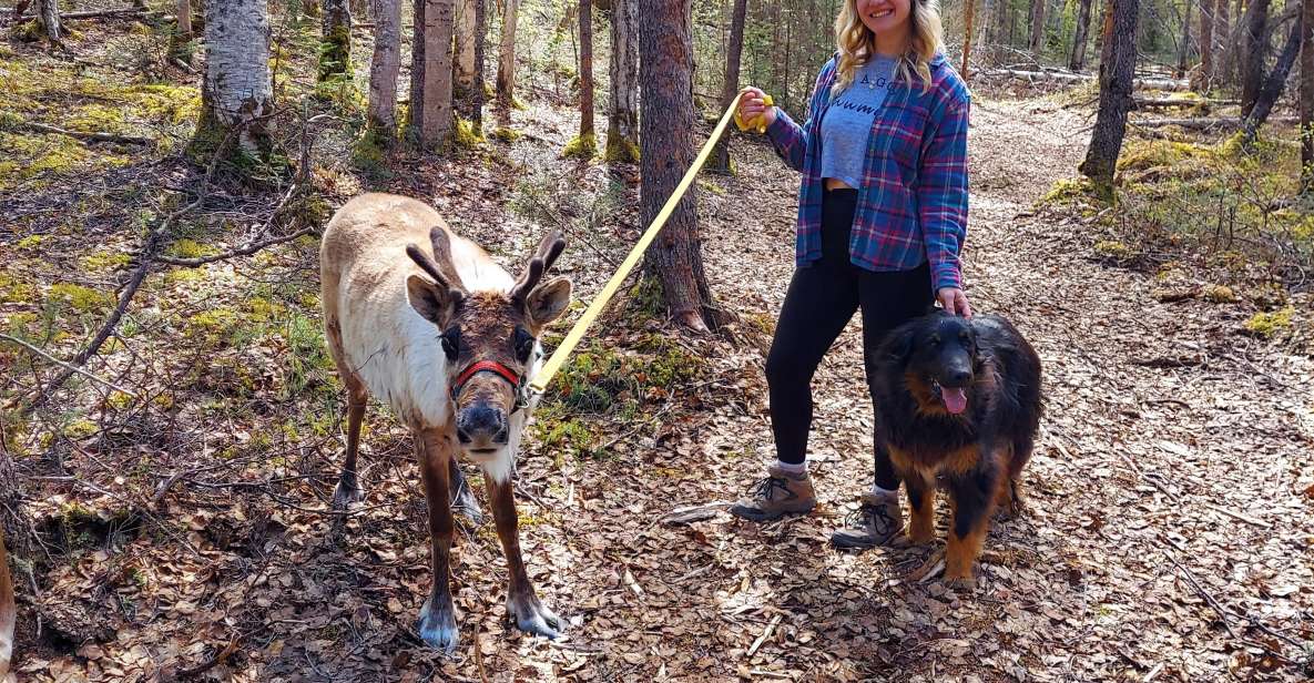 Talkeetna: A Walk in the Woods...with Reindeer! - Self-Entry Information