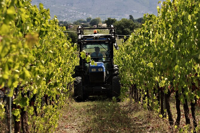 Tasting Selection of 4 Wines in Montefalco - Last Words