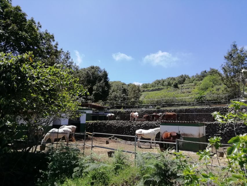 Tenerife: Guided Horseback Riding Tour to the Lomo Forest - Inclusions and Restrictions