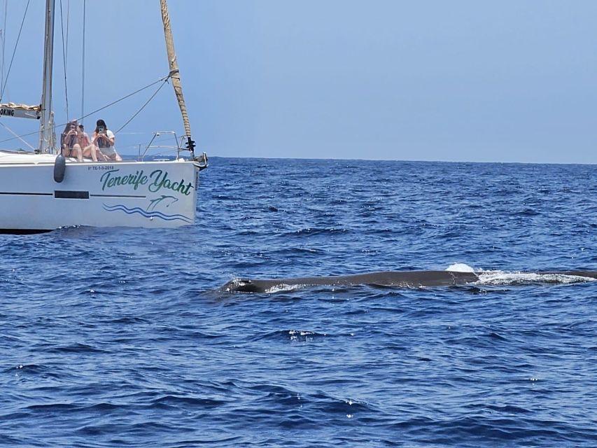Tenerife: Whale Watching and Snorkeling Yacht Trip - Important Information
