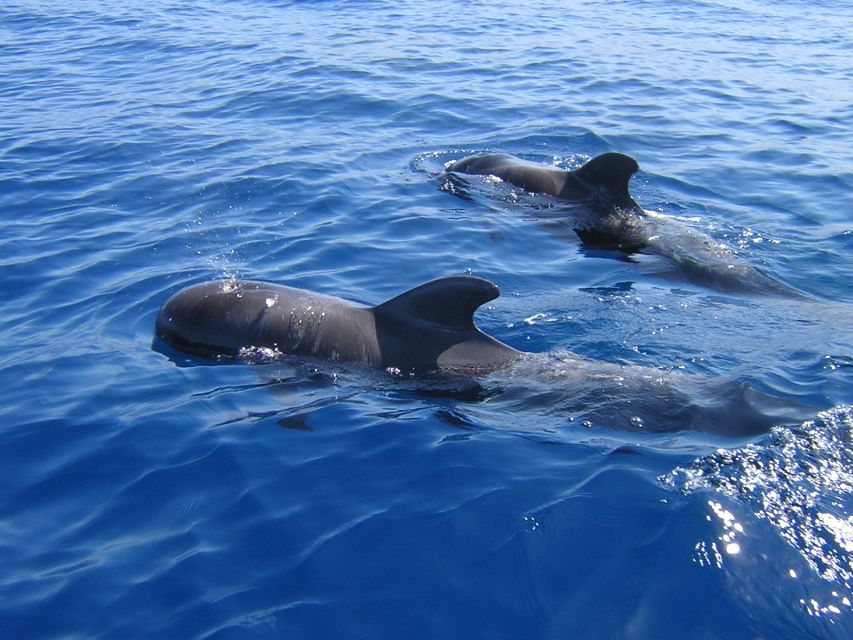 Tenerife: Whales and Dolphin-Watching Viking Cruise - Participant Details and Reviews