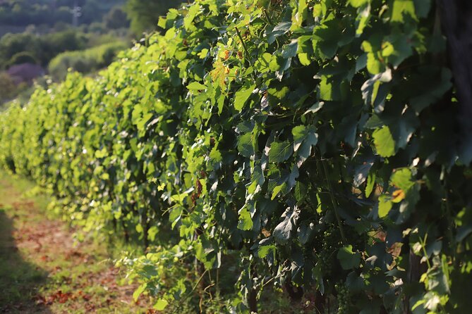 Tenuta Mareli - Wine Tasting in Tuscany - Common questions