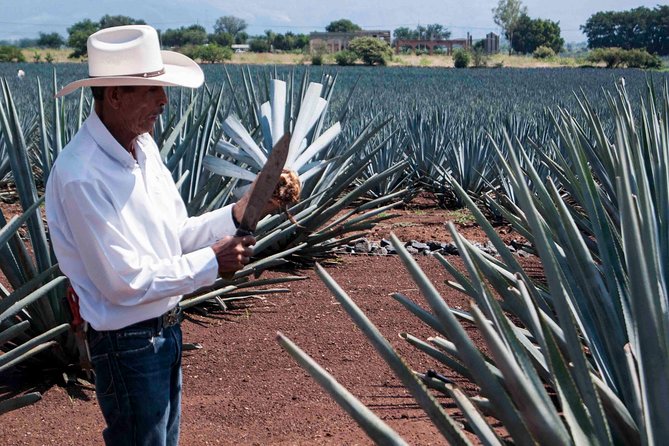 Tequila Distillery Experience, Jose Cuervo & Tequila Magic Town - Distillery Options