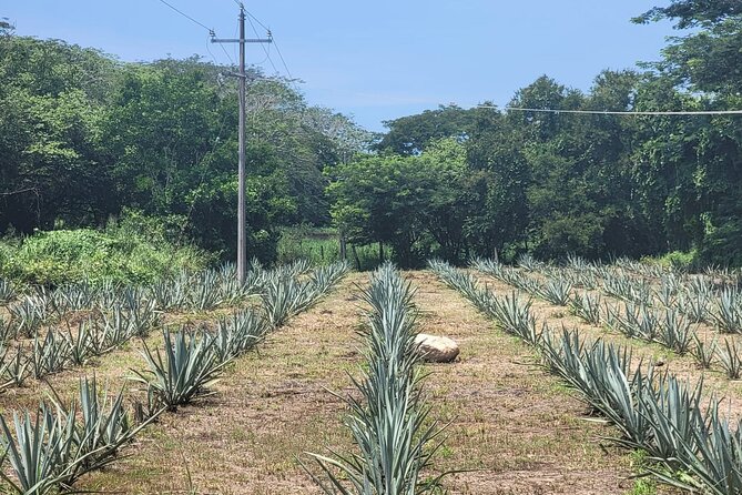 Tequila Tasting and Tour at Puerto Vallarta Distillery - Common questions