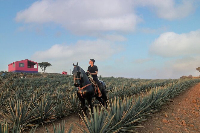 Tequila Tour With Tasting. - Transportation and Meeting Point