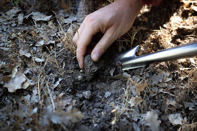 Truffle Hunting & Truffle Cooking Class - Booking Terms and Conditions Explained