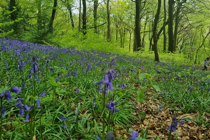 UK Camping Experience for Japanese People - Contact Information for Inquiries