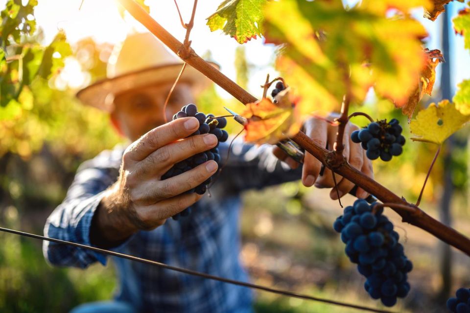 UNESCO Heritage and Wine Delights Private Tour From Bordeaux - Wine Tasting Experience