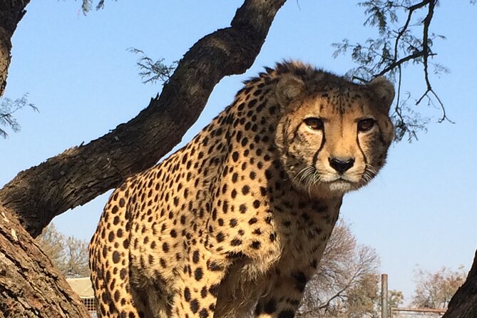 Unforgettable Lion Safari Adventure From Johannesburg - Optional Add-On Activities