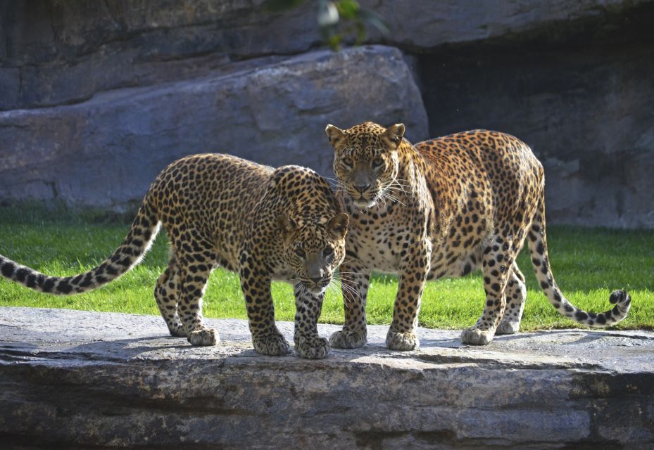 Valencia: Bioparc Valencia Admission Ticket - Additional Guidelines