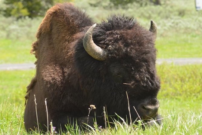 VIP Private Boutique Tour of Yellowstones Upper Loop - West Yellowstone, MT - Wildlife Encounters