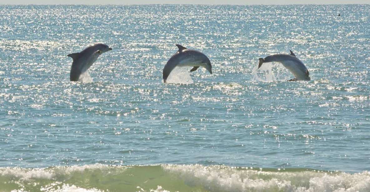 Virginia Beach: Dolphin Stand-Up Paddleboard Tour - Directions & Meeting Point