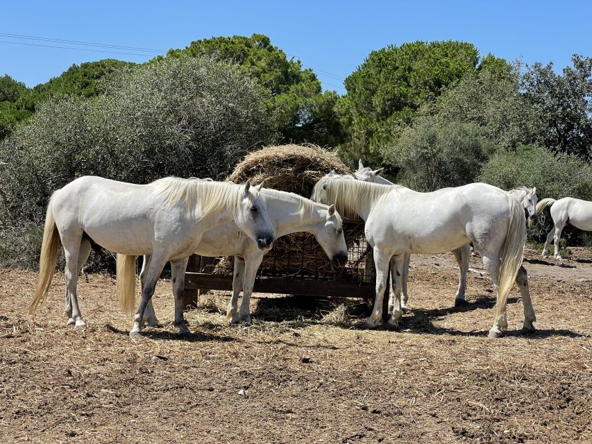 Visit Camargue and Salt Marshes From Montpellier - Meeting Point Details