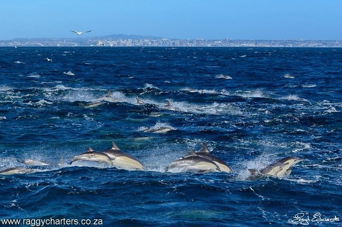 Whale, Dolphin & Penguin Island Cruise - Traveler Tips and Recommendations