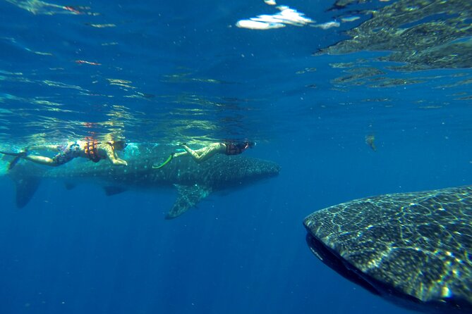 Whale Shark Encounter Full-Day All Inclusive Tour From Riviera Maya - Customer Experiences