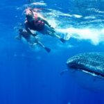 5 whale shark swimming and isla mujeres beach tour Whale Shark Swimming and Isla Mujeres Beach Tour