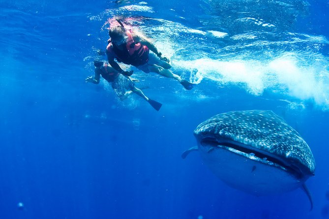 5 whale shark swimming and isla mujeres beach tour Whale Shark Swimming and Isla Mujeres Beach Tour