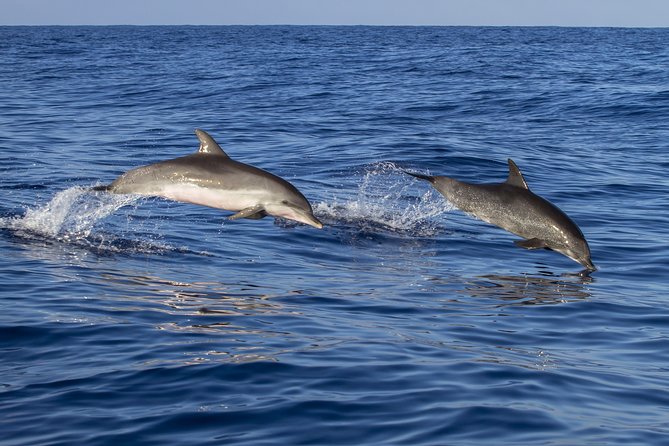 Whale Watching - Service and Punctuality