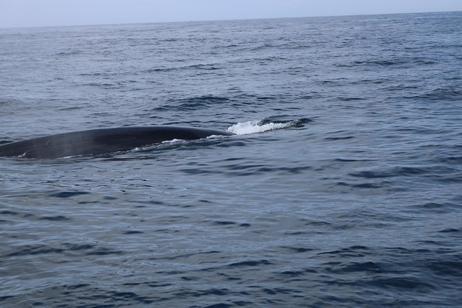 Whale Watching and Jeep Tour - General Information